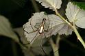 Tetragnatha_montana_D4964_Z_85_Les Gris_Frankrijk